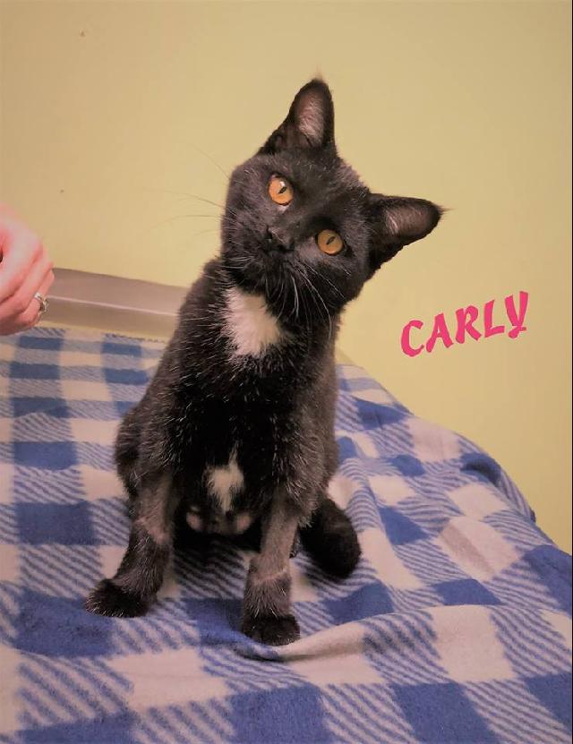 Carly - ADOPTED