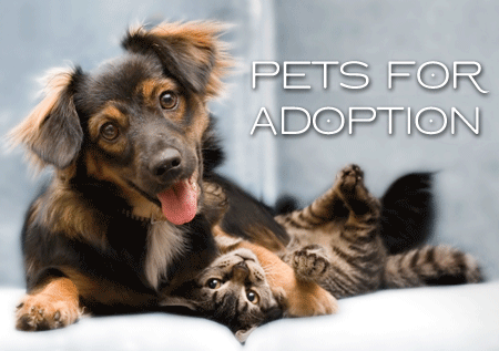 Pets For Adoption - Click Here
