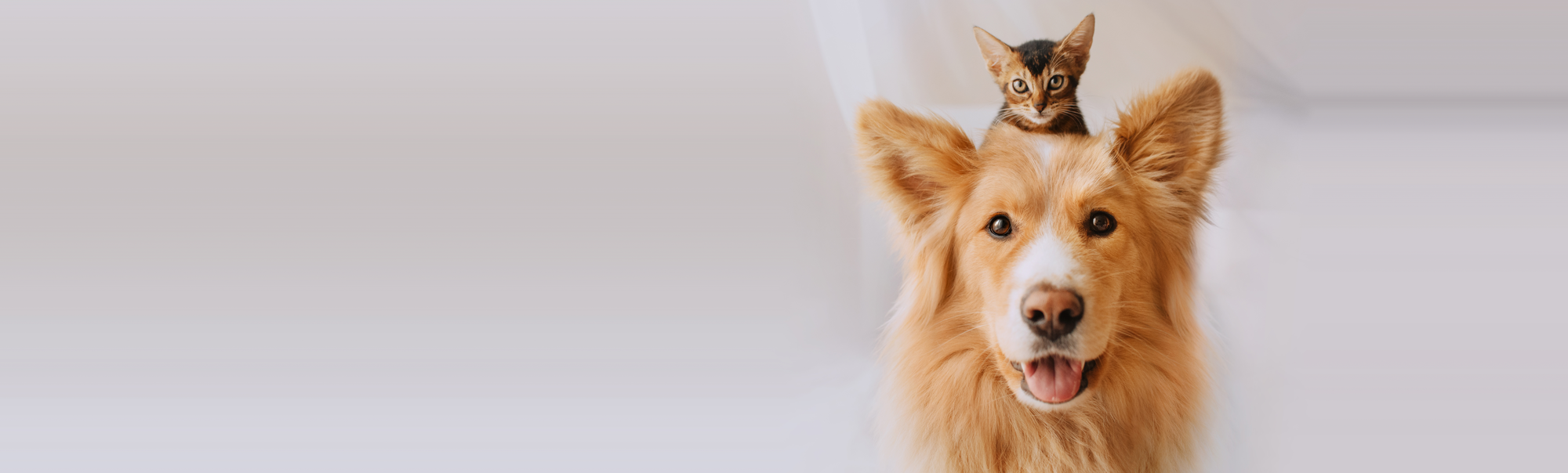 Cat and Dog Posing Together